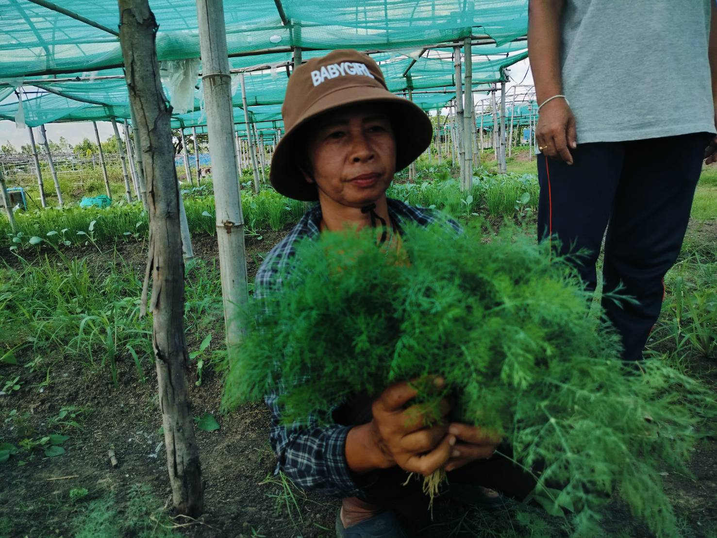 พช.ชุมพลบุรี ลงพื้นที่ แปลงผักอินทรีย์แก้จน คนสุรินทร์ บ้านโพธิ์งาม หมู่ที่ ๑๐ ตำบลยะวึก อำเภอชุมพลบุรี จังหวัดสุรินทร์